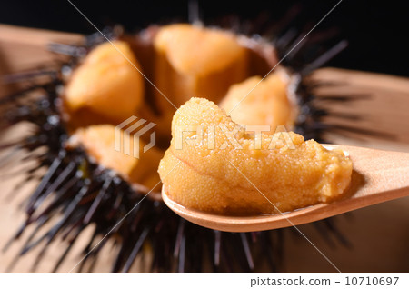 海膽 海膽 10710697