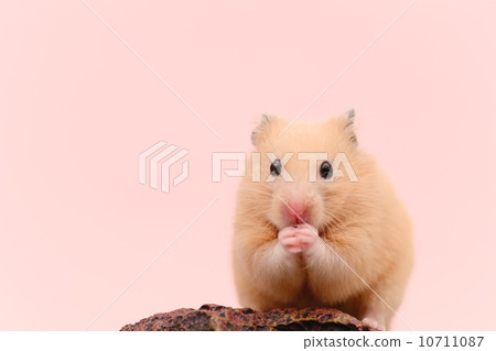 Kinka hamster to make groom 10711087