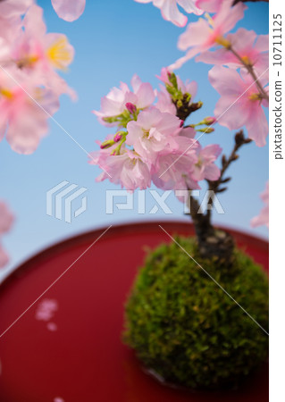 櫻花盆景 櫻花盆景 10711125