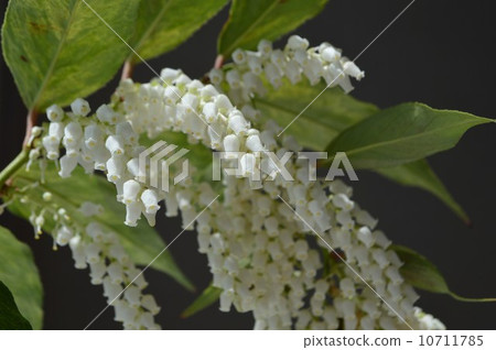 Flower of Iwananten 10711785