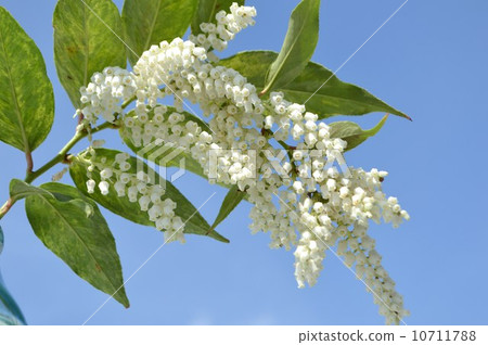 Iwananten之花 10711788