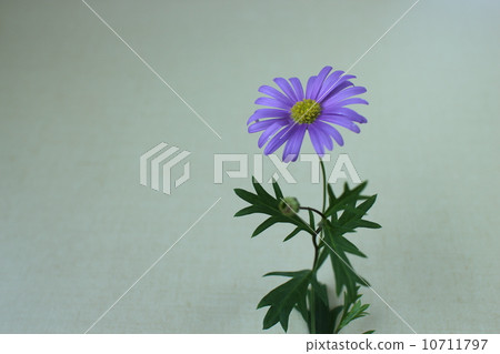 藍色雛菊 藍色雛菊 10711797