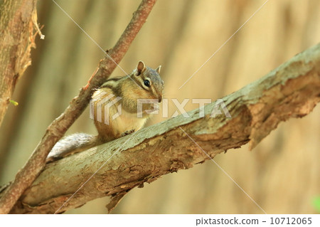 Wild Chipmunks Wild Chipmunks 10712065