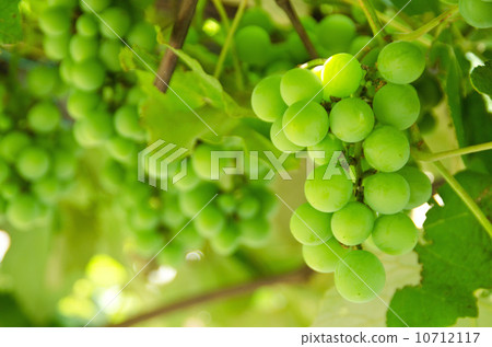 Grape on grape shelf 10712117