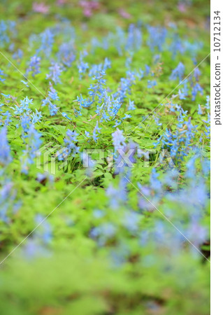 延胡索 延胡索 10712134