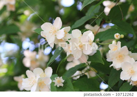 Baikutsugi flower 10712262