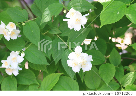 Baikutsugi flower 10712263