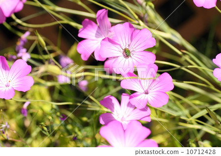 Agrostenma花 Agrostenma花 10712428