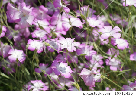 Agrostenma花 10712430