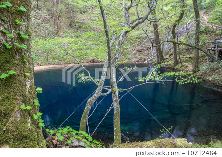 Zuiko Aoike 10712484