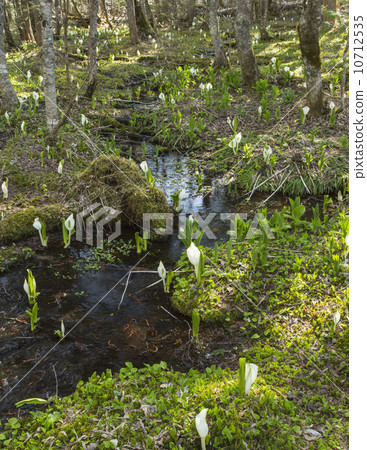 Spring of Norikura Kogen 10712535