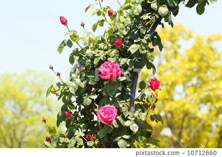 Roses of May 10712660