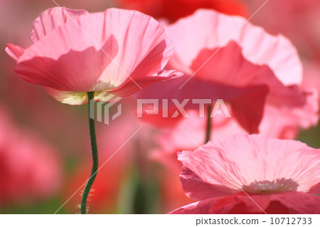 Poppies 18 10712733