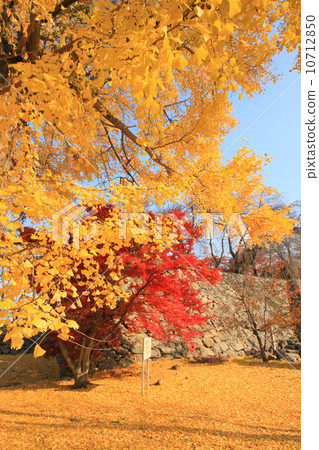 11月岡山津山城堡·石垣和秋葉 10712850