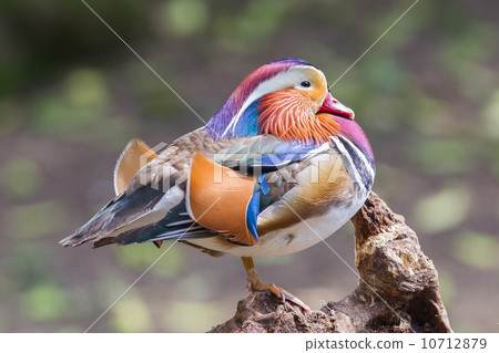 Mandarin duck Mandarin duck 10712879