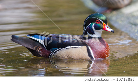 Male wood duck Male wood duck 10712885