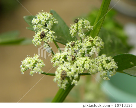 Soup celery ivory flowers 10713155