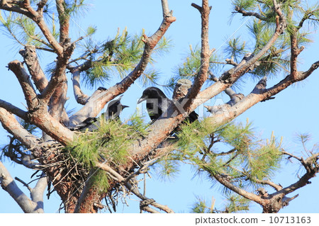 烏鴉的父母照顧小雞 10713163