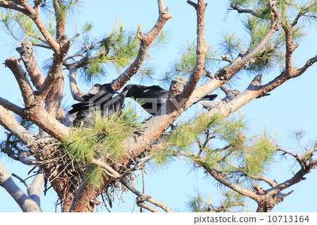 烏鴉的父母照顧小雞 10713164