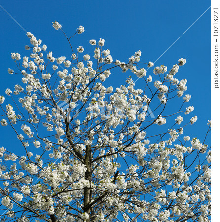 Blossoming Blossoming 10713271