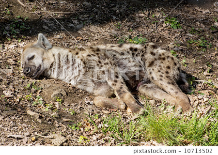 Spotted hyena (Crocuta crocuta) Spotted hyena (Crocuta crocuta) 10713502