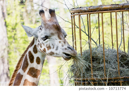 Rothschild's giraffe (Giraffa camelopardalis rothschildi) eats d Rothschild's giraffe (Giraffa camelopardalis rothschildi) eats d 10713774