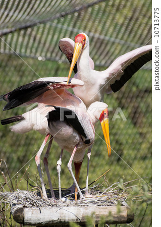 Group of Yellow-billed stork (Mycteria ibis) 10713775