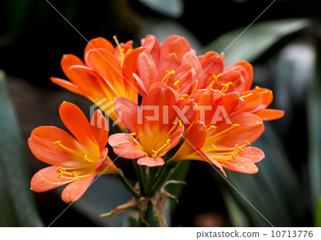 Orange orchid flowers Orange orchid flowers 10713776