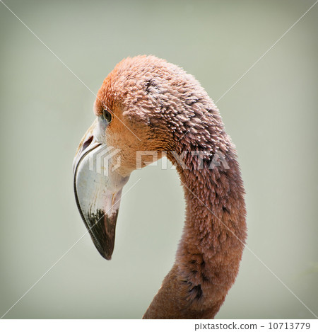 Detail of a Greater flamingo (Phoenicopterus ruber roseus) Detail of a Greater flamingo (Phoenicopterus ruber roseus) 10713779