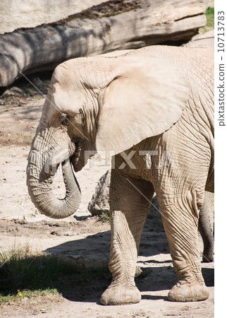One African bush elephant (Loxodonta africana) One African bush elephant (Loxodonta africana) 10713783