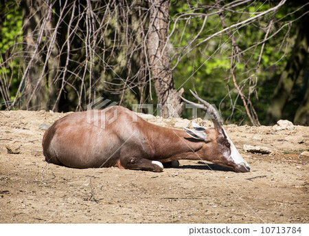 Blesbok or Blesbuck (Damaliscus pygargus phillipsi) Blesbok or Blesbuck (Damaliscus pygargus phillipsi) 10713784