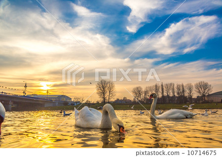 swan family  at sunset 10714675