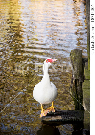 One white muscovy duck (Cairina moschata) and mirroring water One white muscovy duck (Cairina moschata) and mirroring water 10715304