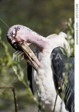 Marabou stork (Leptoptilos crumeniferus) 10715306
