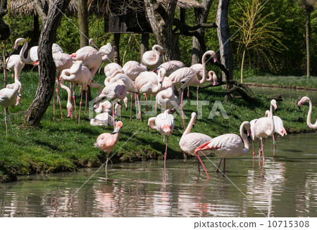Group of Greater flamingos (Phoenicopterus ruber roseus) 10715308