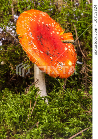 Fly agaric toadstool in moss 10715824