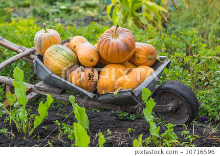 Pumpkins on a wheelbarrow. Pumpkins on a wheelbarrow. 10716596