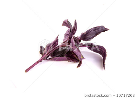 Fresh green basil leaves isolated on a white background Fresh green basil leaves isolated on a white background 10717208