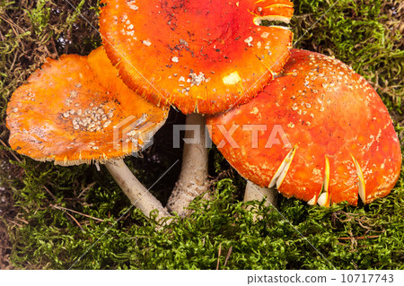 Fly agaric toadstool in moss 10717743