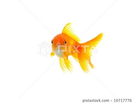 Goldfish Goldfish 10717776