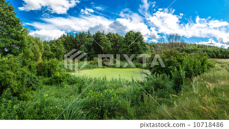 Panorama of summer morning lake 10718486