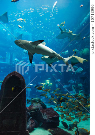Aquarium tropical fish on a coral reef 10718996
