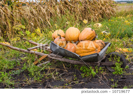 Pumpkins on a wheelbarrow. Pumpkins on a wheelbarrow. 10719677