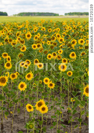 sun flowers field in Ukraine sunflowers 10720189
