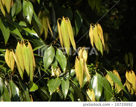 Young leaves of Shirodamo like rabbit ears Young leaves of Shirodamo like rabbit ears 10720892