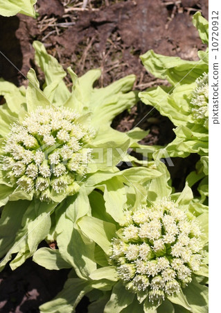 Butterbur sprouts blooming in my garden 10720912
