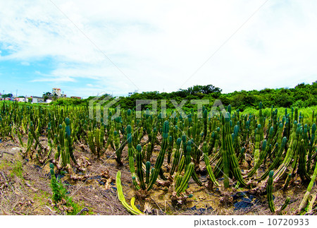 Cactus field Cactus field 10720933