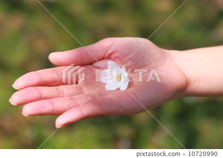 Cherry blossoms on hand 10720990