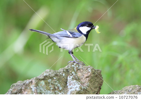 Tits carrying food 10727076