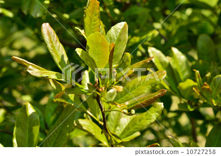 樹·Shidecabushi木蘭科 10727258